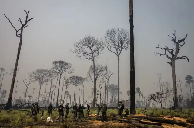 Entenda o projeto que reduz em quase 40% a Floresta Nacional do Jamanxim, criada para proteger áreas perto da BR-163