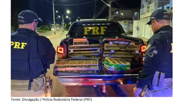 PRF apreende 317 aves silvestres transportadas ilegalmente em ônibus na BR-163, em Santarém.
