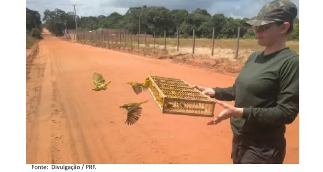 PRF e Semma devolvem 317 canários à natureza e reforçam combate ao tráfico de animais silvestres no oeste do Pará.