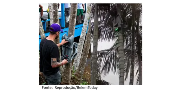 Empresa do Marajó testa robô para auxiliar na colheita do açaí.