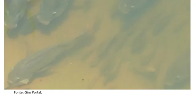 Cardume de tilápias é encontrado em córrego de Itaituba e preocupa moradores; grande quantidade de peixes já morreu.