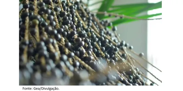 Dia do Açaí: pesquisa destaca papel das mulheres negras na história da fruta.
