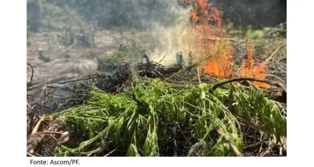 PF destrói 2,9 mil pés de maconha e prende homem em plantação no Pará.