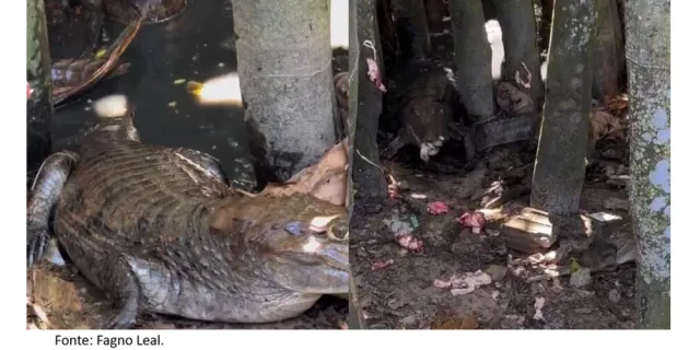 Filhotes de jacaré são vistos se alimentando no quintal de residência em Itaituba.