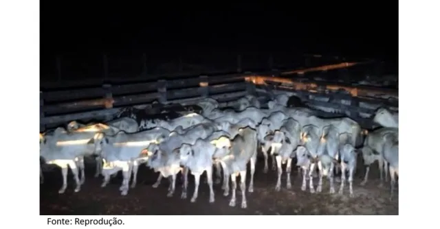 Quatro homens são levados à delegacia após suspeita de furto de gado em Novo Progresso.